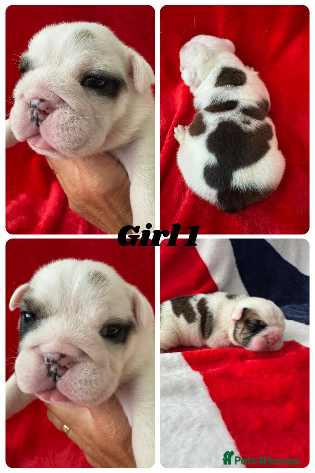 English Bulldog dogs for sale: KC Registered English Bulldog Puppies - Image 9