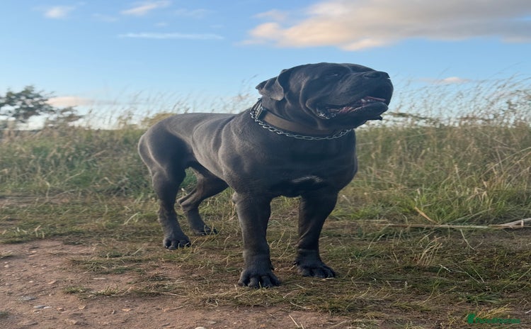 Cane Corso dogs - Advert 1