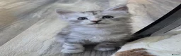 Maine Coon cats for sale: Stunning Maine coon kittens - Advert 2