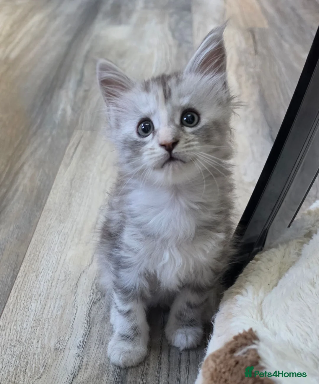 Maine Coon cats for sale: Stunning Maine coon kittens - Advert 2