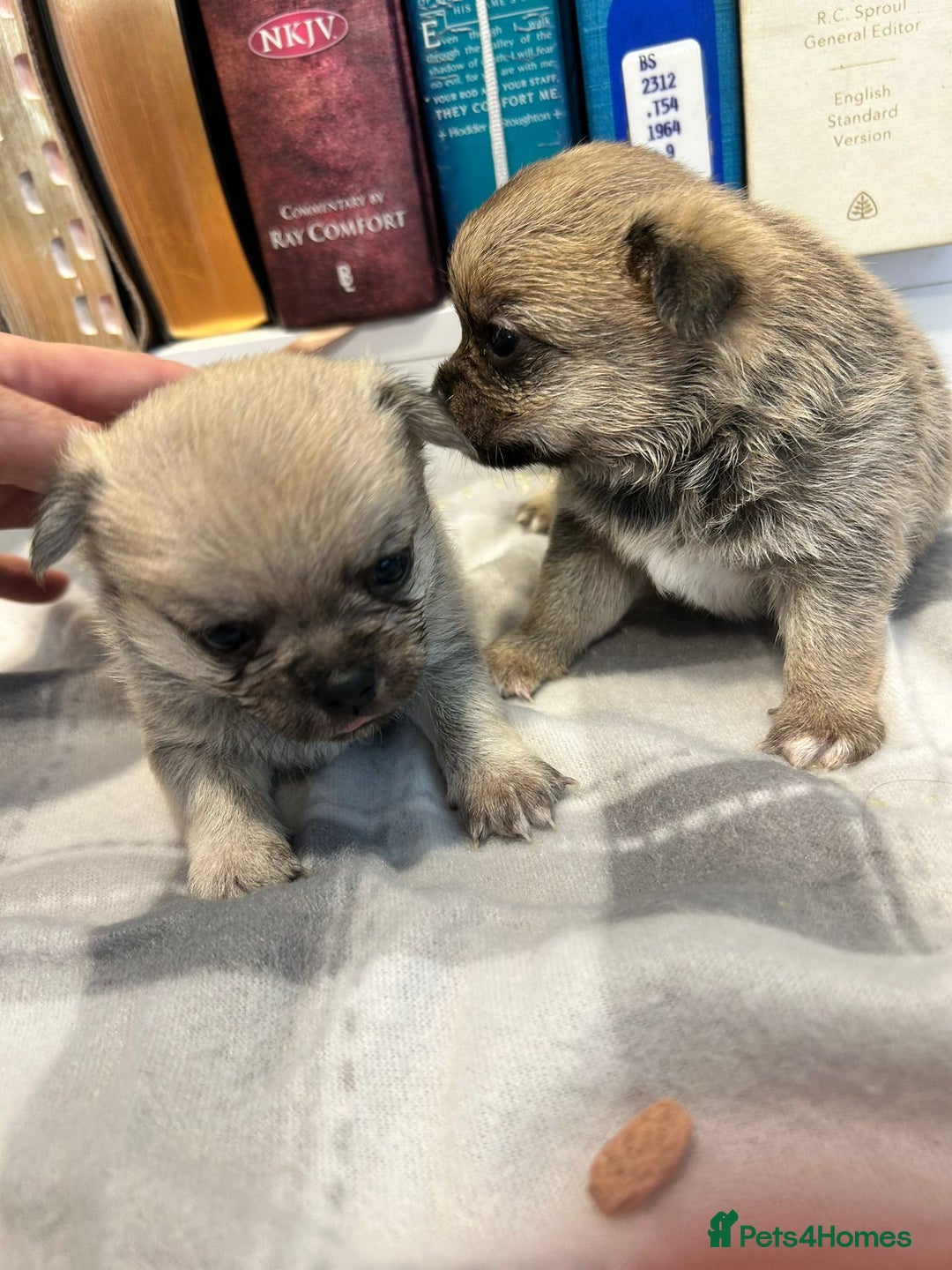 Pomchi dogs for sale: Pomchi puppies - Advert 13