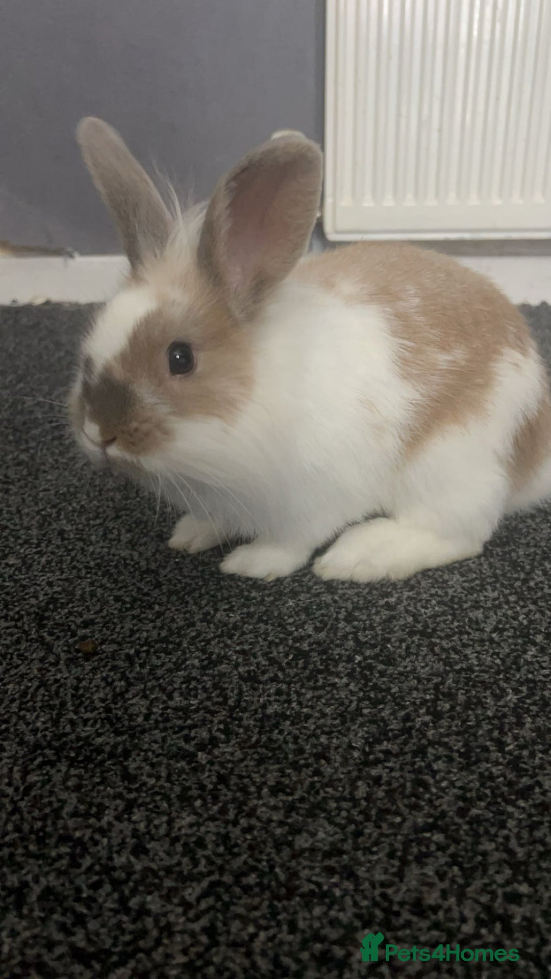 Lionhead rabbits for sale: Lion head rabbit male  - Advert 1