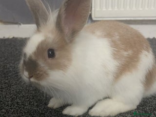 Lionhead rabbits Lion head rabbit male - Advert 1