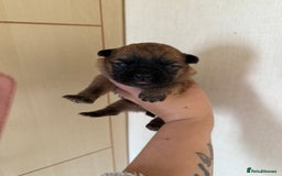 Mixed Breed dogs for sale: German shepherd cross chow chow/French bulldog  - Image 23