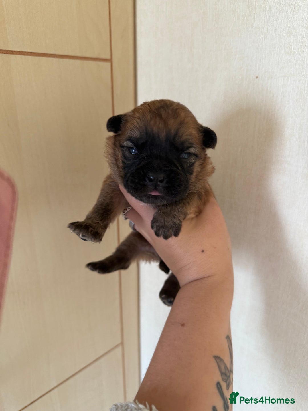 Mixed Breed dogs for sale: German shepherd cross chow chow/French bulldog  - Image 23