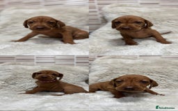 Hungarian Vizsla dogs for sale: 10 Hungarian Vizsla puppies - 6 boys & 4 girls - Image 1