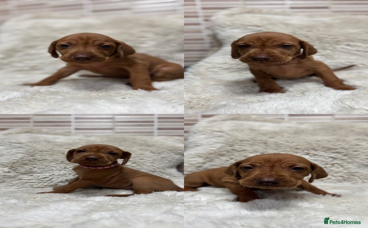 Hungarian Vizsla dogs - Advert 1