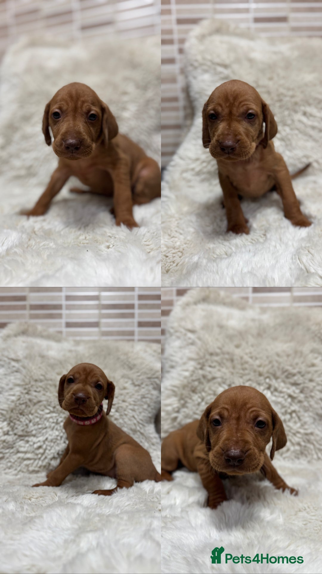 Hungarian Vizsla dogs for sale: 10 Hungarian Vizsla puppies - 6 boys & 4 girls - Image 1