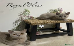 British Shorthair cats for sale: 👑ROYALBLESS STUNNING LILAC BRITISH SHORTHAIR  - Image 12