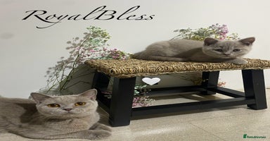 British Shorthair cats - Advert 6