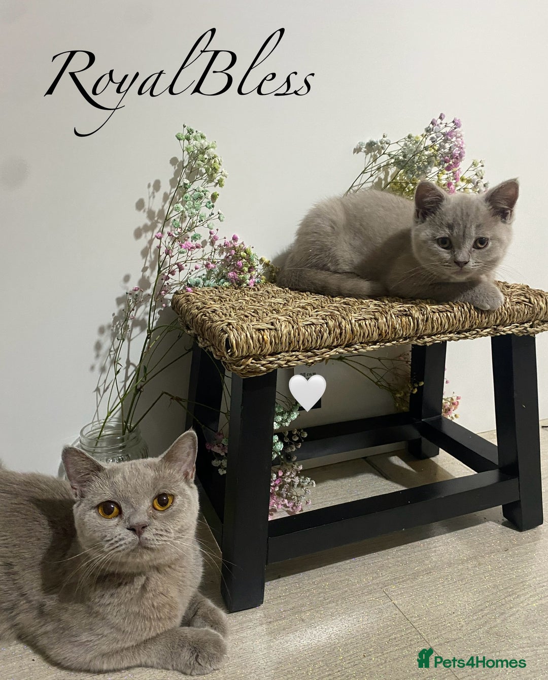 British Shorthair cats for sale: 👑ROYALBLESS STUNNING LILAC BRITISH SHORTHAIR  - Image 12