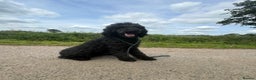 Mixed Breed dogs for sale: Ready now - F1 Irish Wolfadoodle - Advert 14