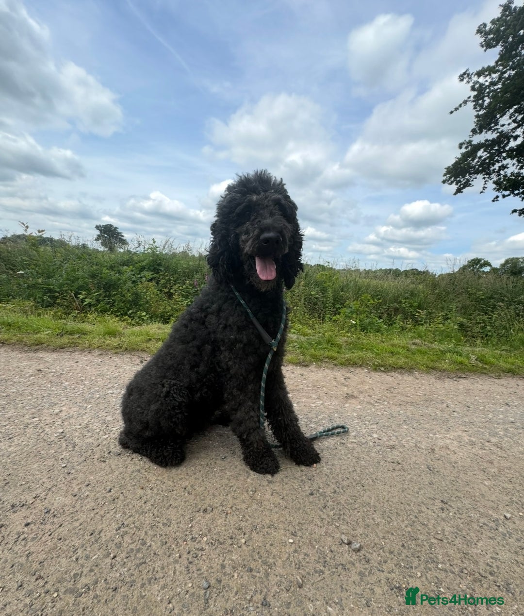 Mixed Breed dogs for sale: Ready now - F1 Irish Wolfadoodle - Advert 14