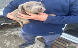 Labrador Retriever dogs for sale: Silver Labrador  - Image 15