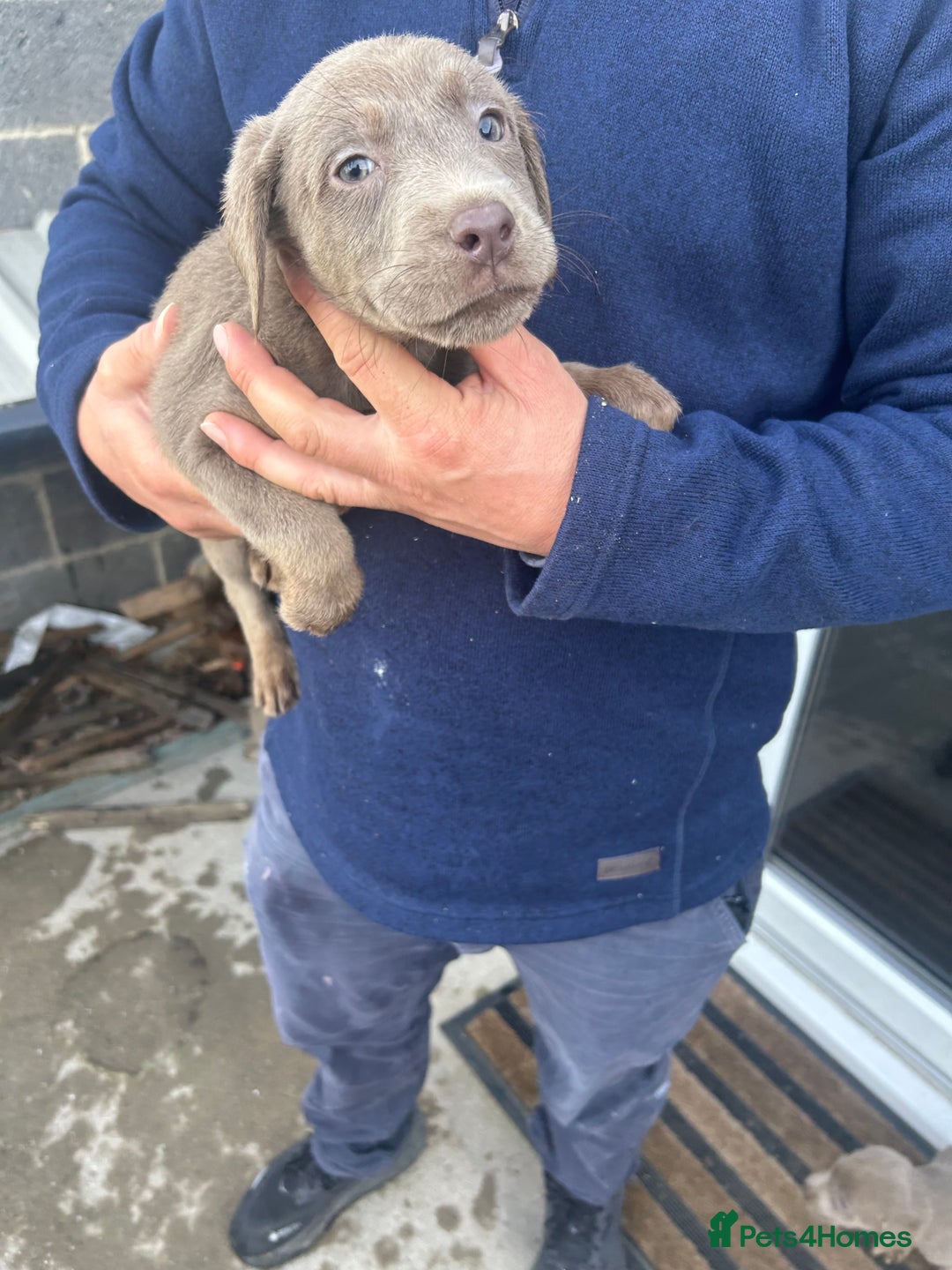 Labrador Retriever dogs for sale: Silver Labrador  - Image 15