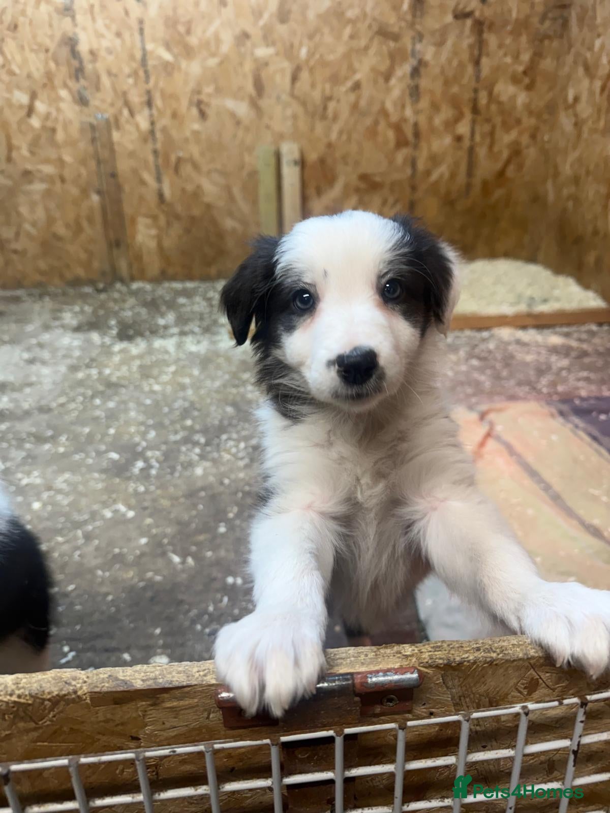 Border Collie dogs Red Merle and black and white border collies - Advert 4