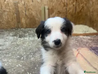 Border Collie dogs Red Merle and black and white border collies - Advert 4