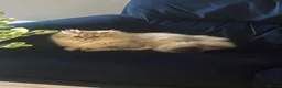 British Longhair cats for sale: 2 British Long hair Kittens - Advert 5