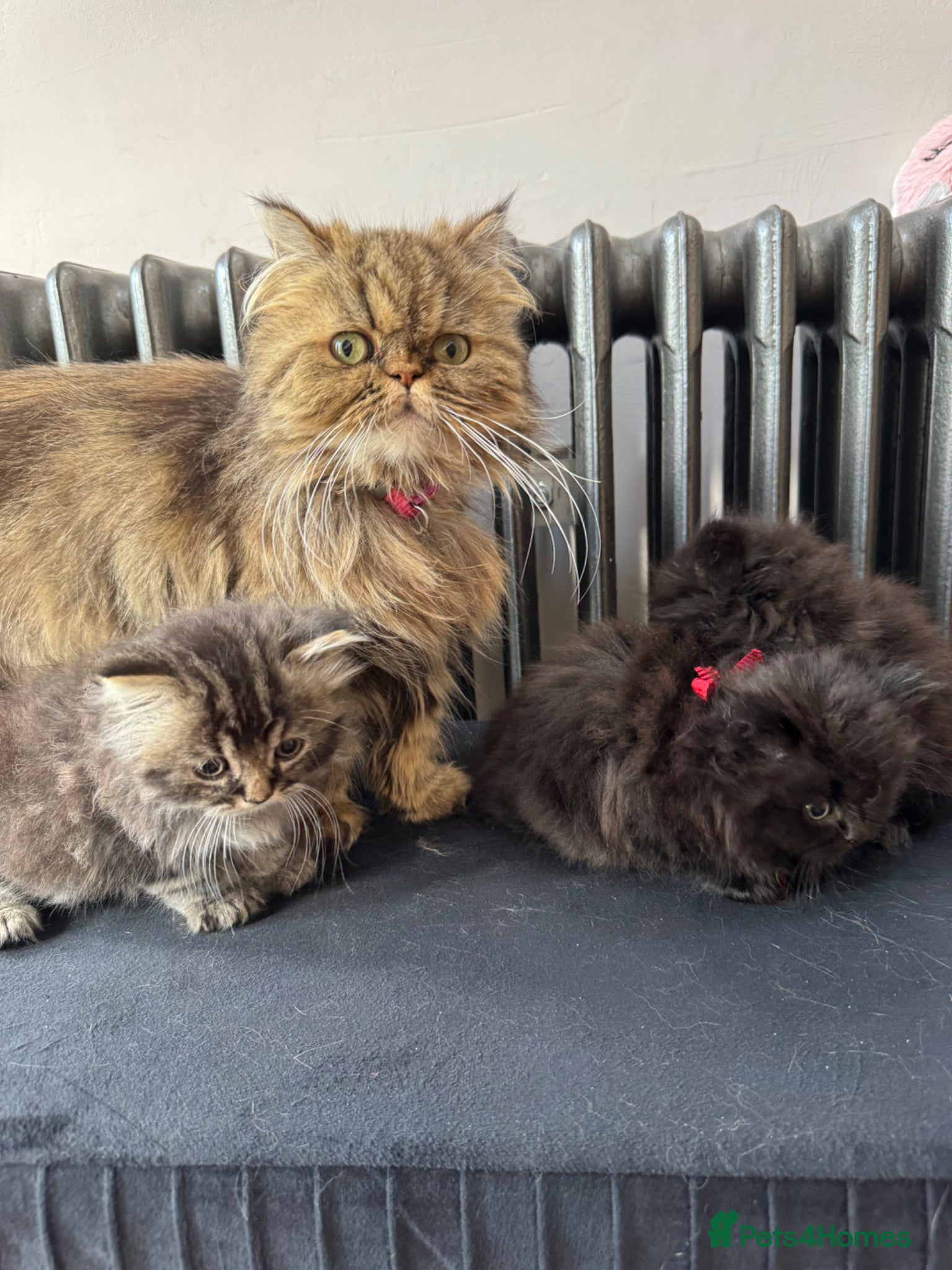 Persian cats 3 lovely kittens  - Advert 4