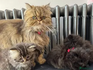 Persian cats 3 lovely kittens - Advert 5