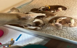 Welsh Springer Spaniel dogs for sale: Kc reg Welsh springer spaniel male puppies - Image 20
