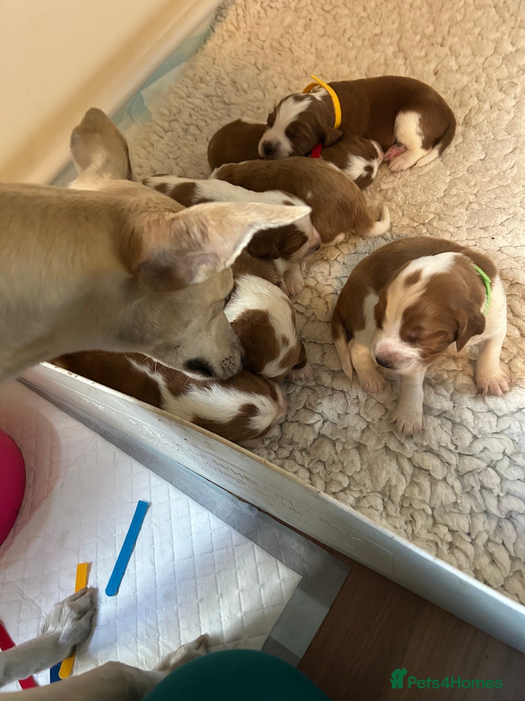 Welsh Springer Spaniel dogs for sale: Kc reg Welsh springer spaniel male puppies - Image 20