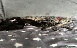 Ragdoll cats for sale: Adorable Black & White Kitten – Bengal x Ragdoll  - Image 4