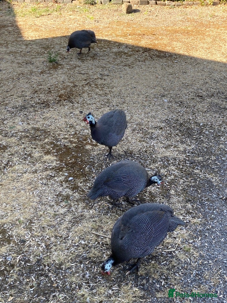 Guinea Fowl poultry Guinea Fowl in Derbys/Notts - Advert 2
