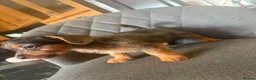 Mixed Breed dogs for sale: Welsh Terrier x Jack Russell Puppies Ready To Go in Wigan - Advert 3