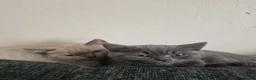 British Shorthair cats for sale: British shorthair kittens  - Advert 5