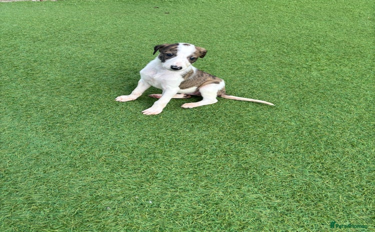 Lurcher dogs - Advert 1