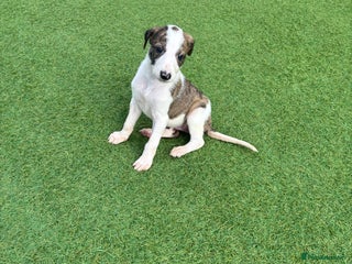 Lurcher dogs - Advert 5