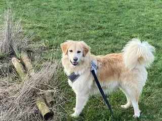 Mixed Breed dogs PERDY - Advert 16