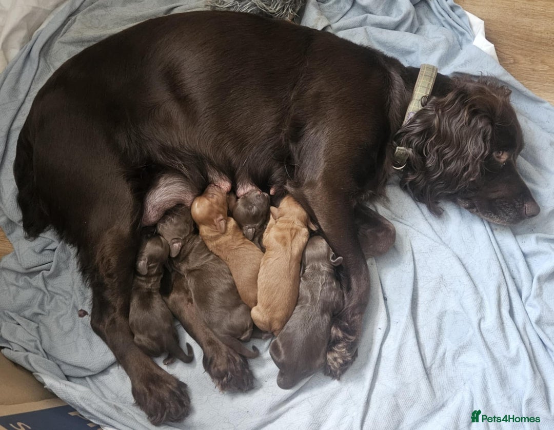 Cocker Spaniel dogs for sale: Working cocker spaniels  - Advert 19