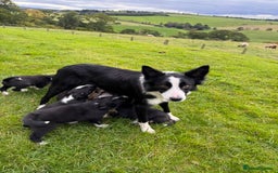 Border Collie dogs for sale: Lovely Border collie pups - ONLY ONE LEFT - Image 25