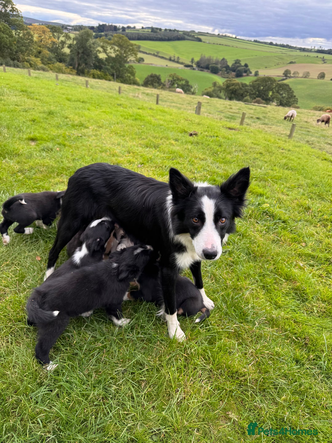 Border Collie dogs for sale: Lovely Border collie pups - ONLY ONE LEFT - Image 25