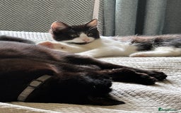 British Shorthair cats for sale: Male kitten - Image 1