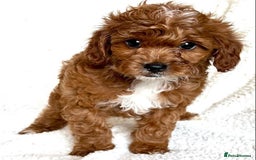 Cavapoo dogs for sale: Beautiful Cavapoo puppies! - Image 5
