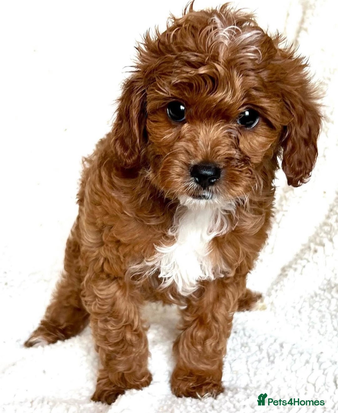 Cavapoo dogs for sale: Beautiful Cavapoo puppies! - Image 5