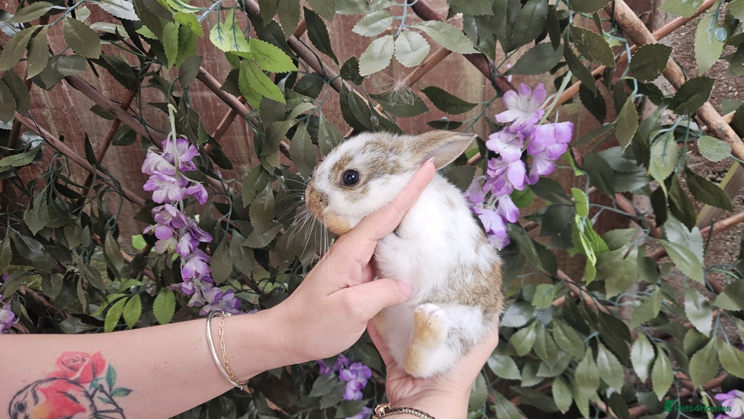 Mini Lop rabbits for sale: Baby Rabbits - Mini Lop X Mini Rex 🐰  - Image 4