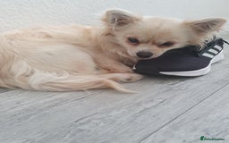 Chihuahua dogs for sale: chihuahua  - Image 2