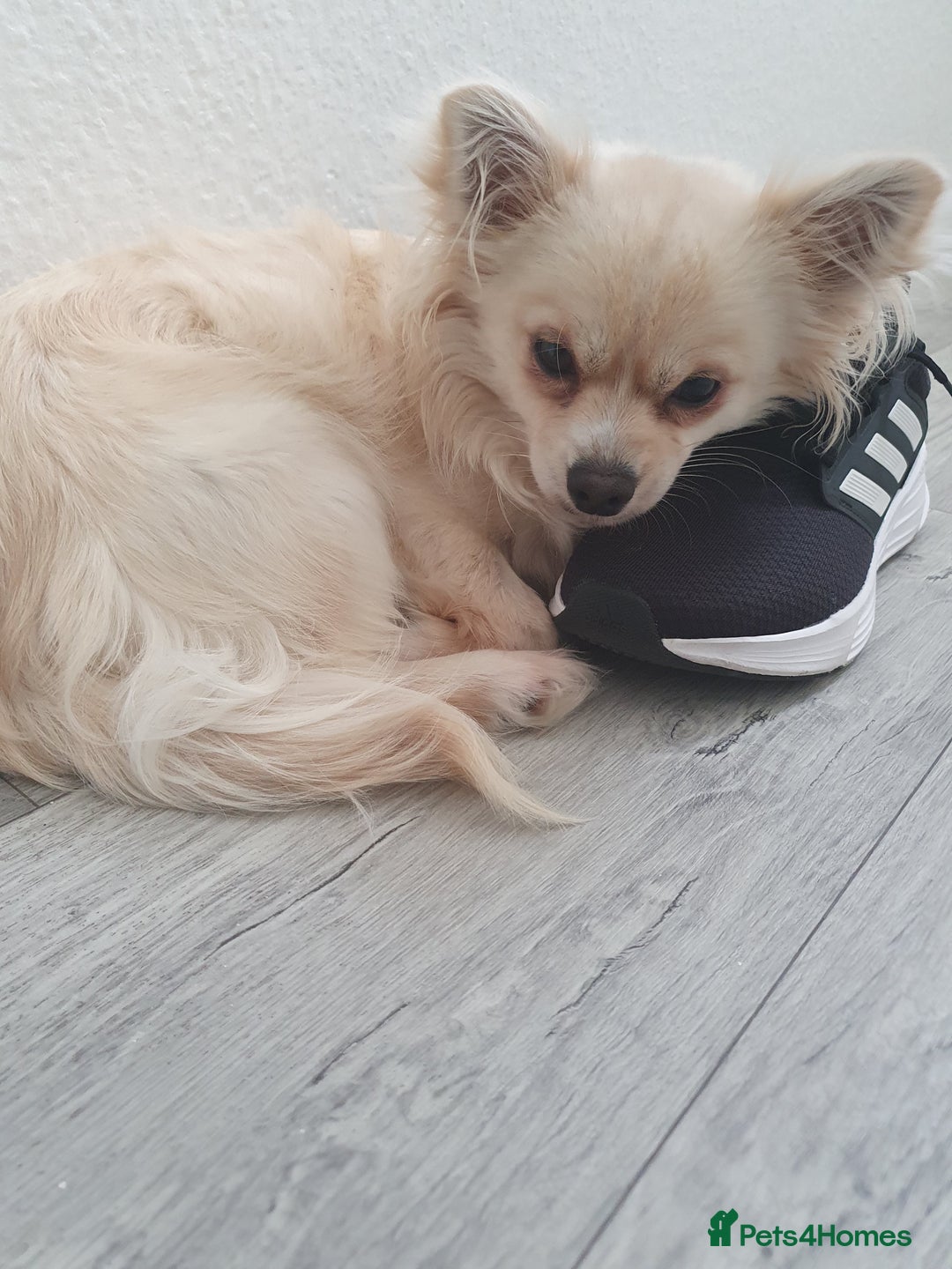 Chihuahua dogs for sale: chihuahua  - Image 2