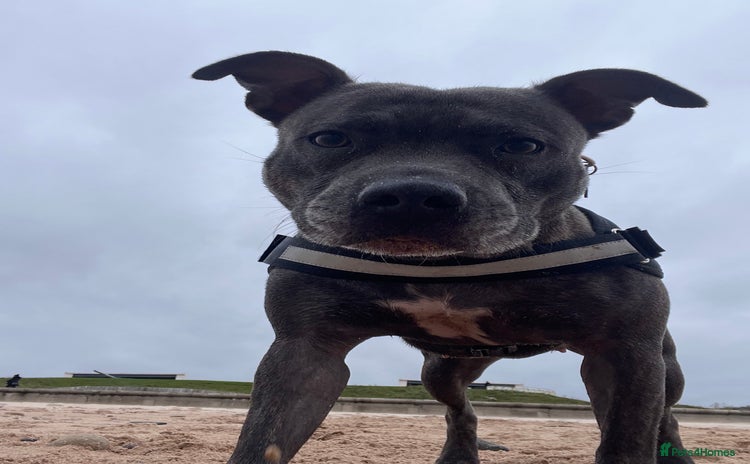 Staffordshire Bull Terrier dogs - Advert 2