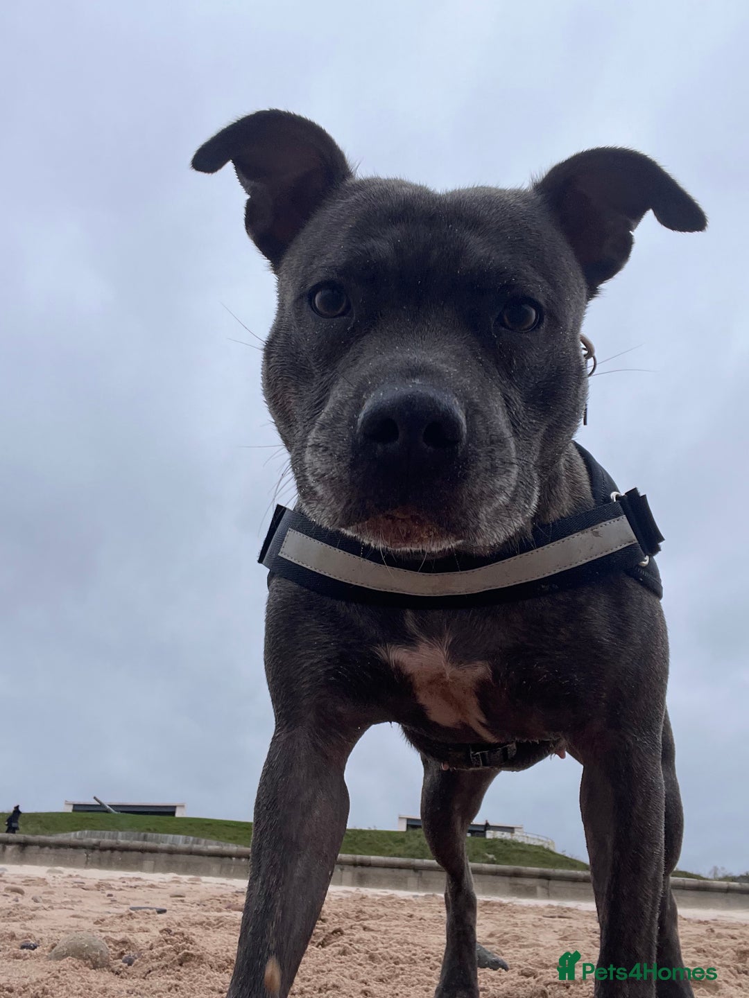 Staffordshire Bull Terrier dogs for sale: Bailey,nearly 5 years old SBT - Image 1