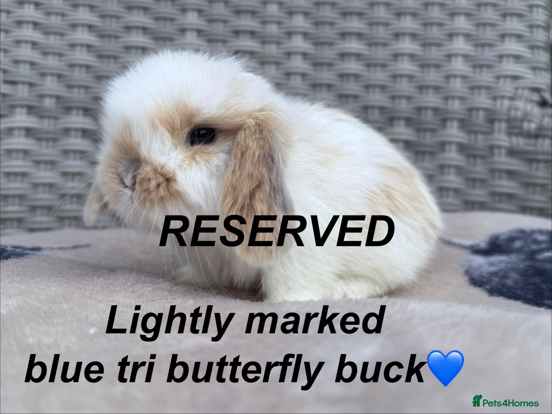 Mini Lop rabbits Last mini lop ready to reserve- to leave 26/10 - Advert 3
