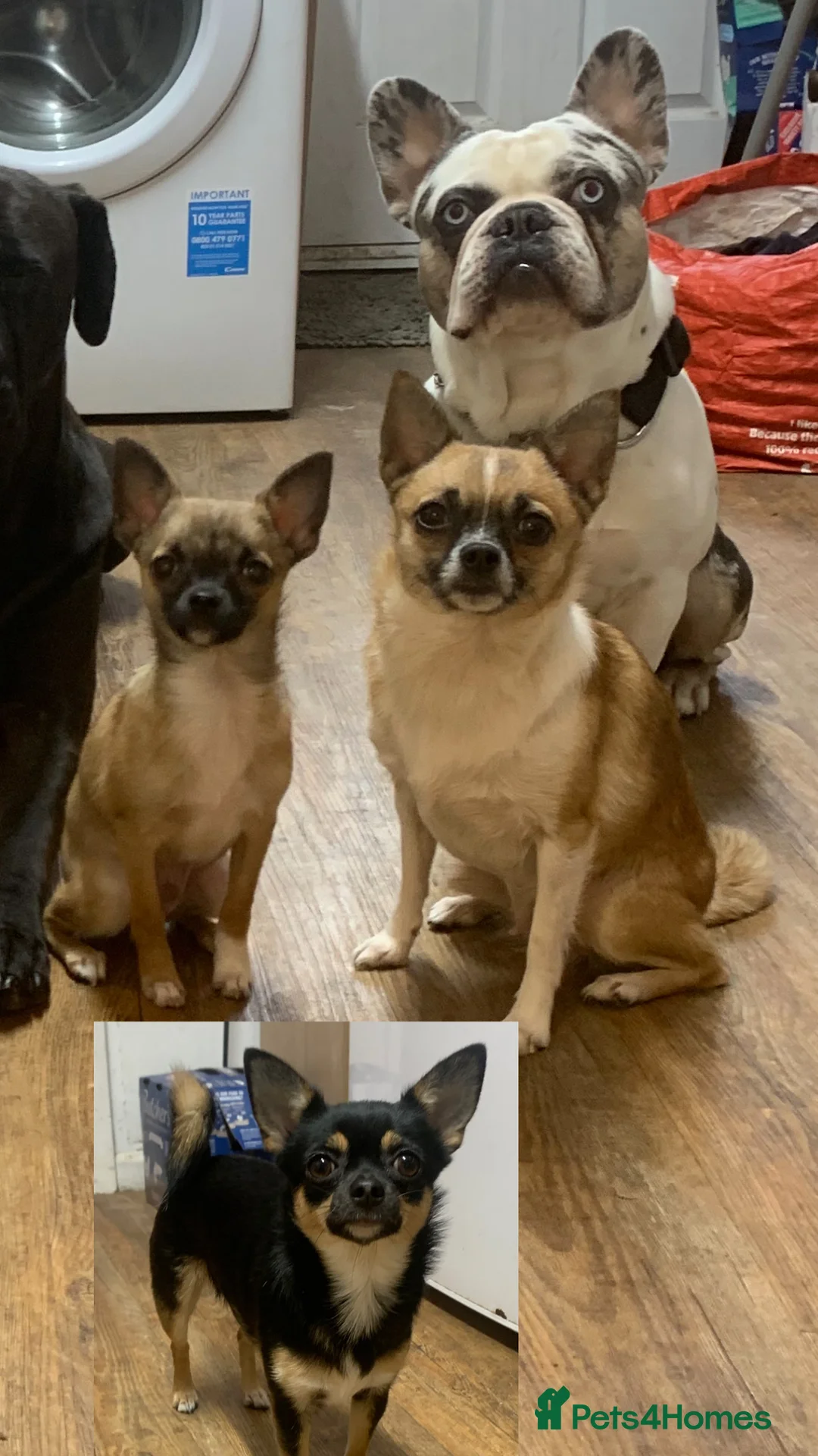 Gallery Image {{count}}