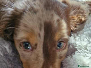 Miniature Dachshund dogs - Advert 3