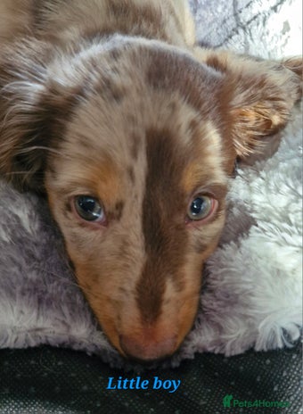 Miniature Dachshund dogs - Advert 2