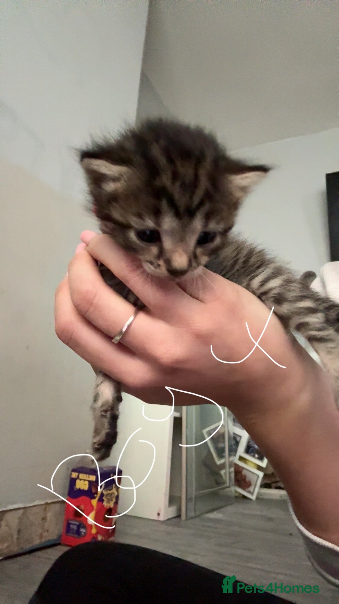 British Shorthair cats for sale: 3 boys 1 girl Tabbys - Image 7