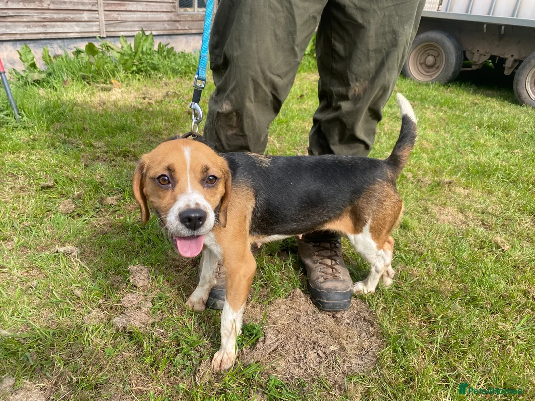Beagle dogs for sale: Two year old Beagle bitch looking for a new home.  - Advert 5